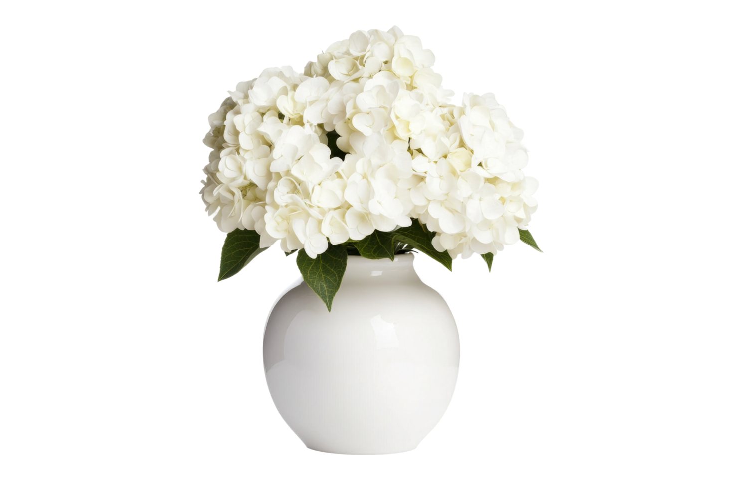Elegant white hydrangeas in a simple white vase png