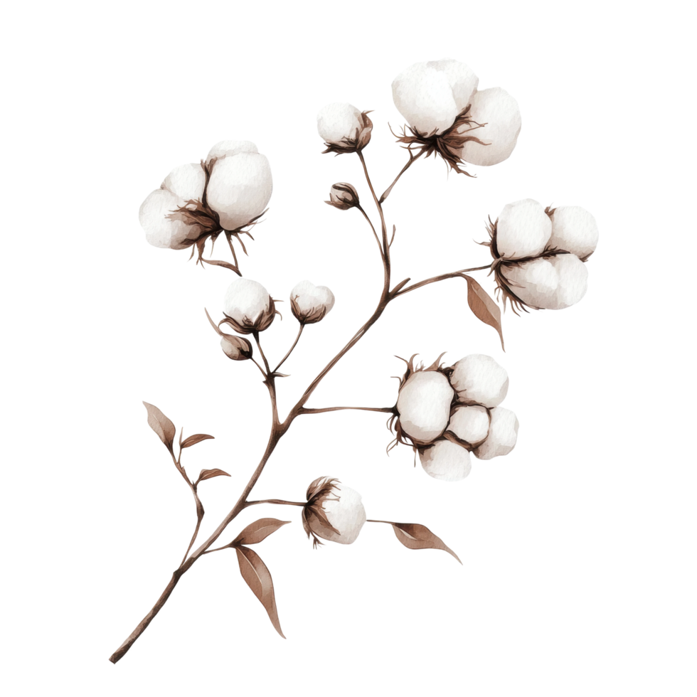 Delicate cotton plant branch with soft white bolls png
