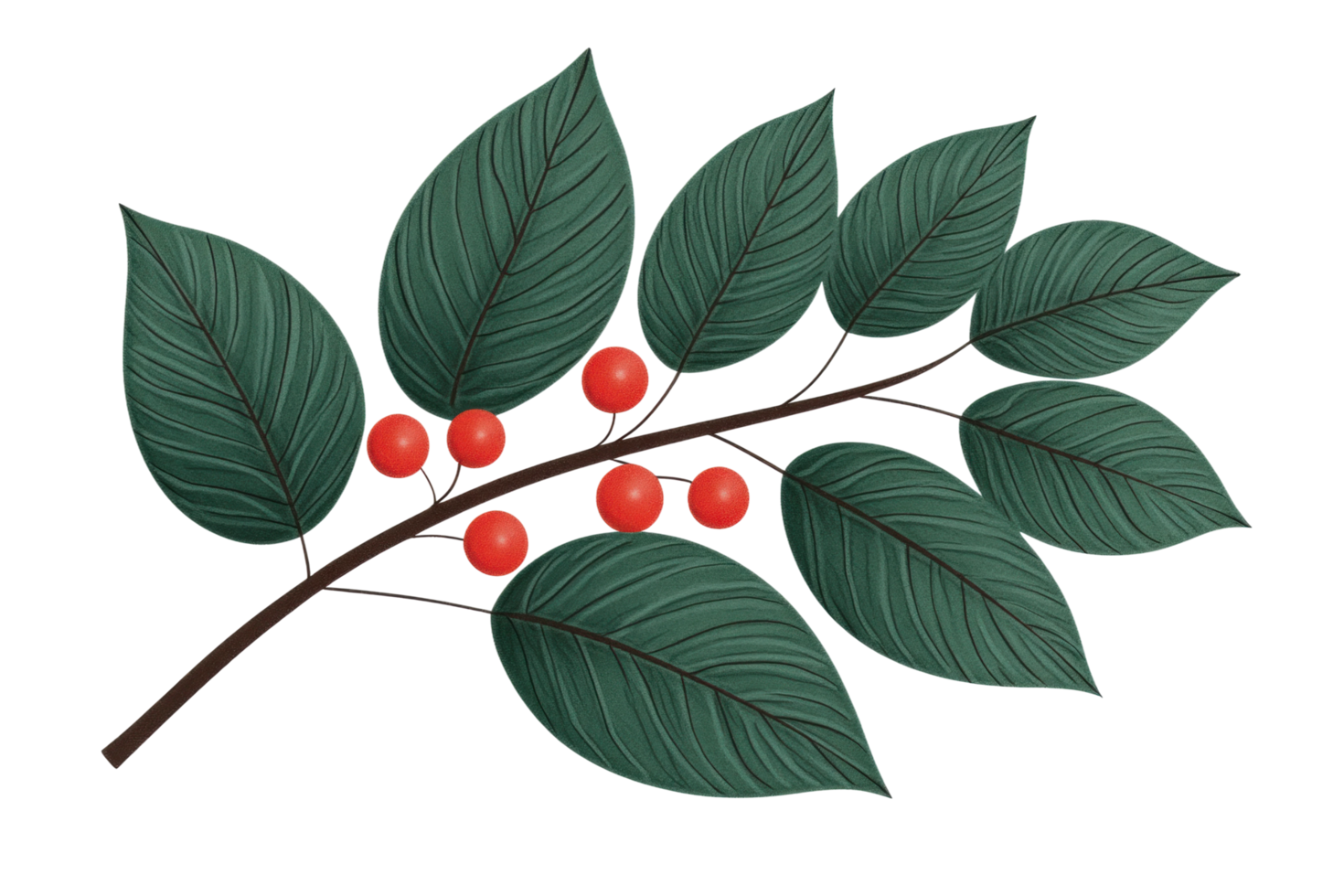 Branch with red berries and green leaves png