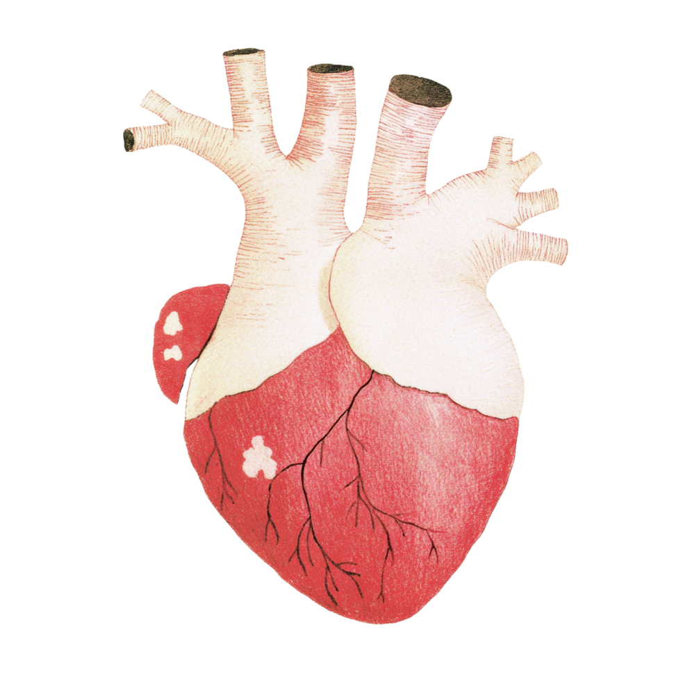 Detailed anatomical drawing of human heart showing arteries and valves png