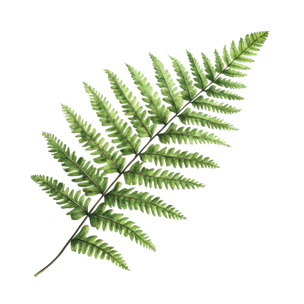Green fern leaf close-up with detailed texture and pattern png