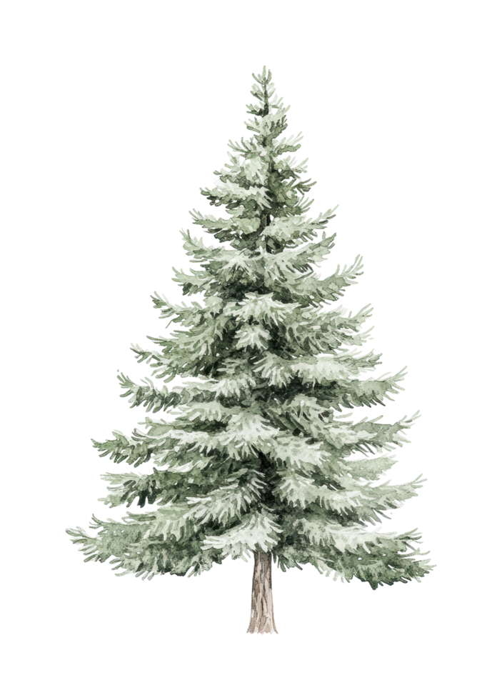 Majestic evergreen pine tree with lush foliage png