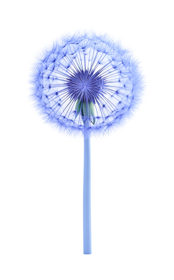 Vibrant blue dandelion close-up showing detailed seed structure png