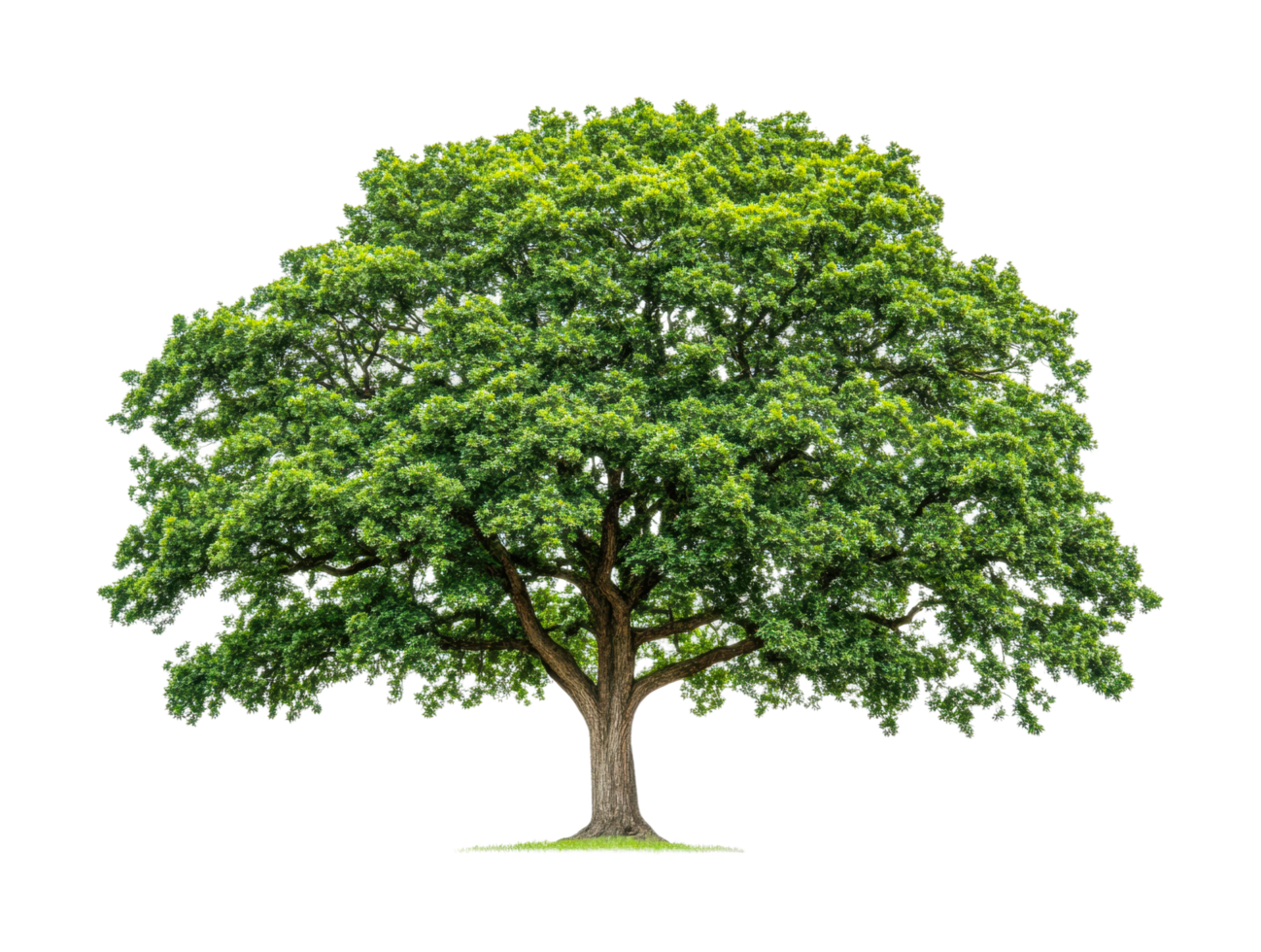 Majestic oak tree with lush green canopy and strong trunk png