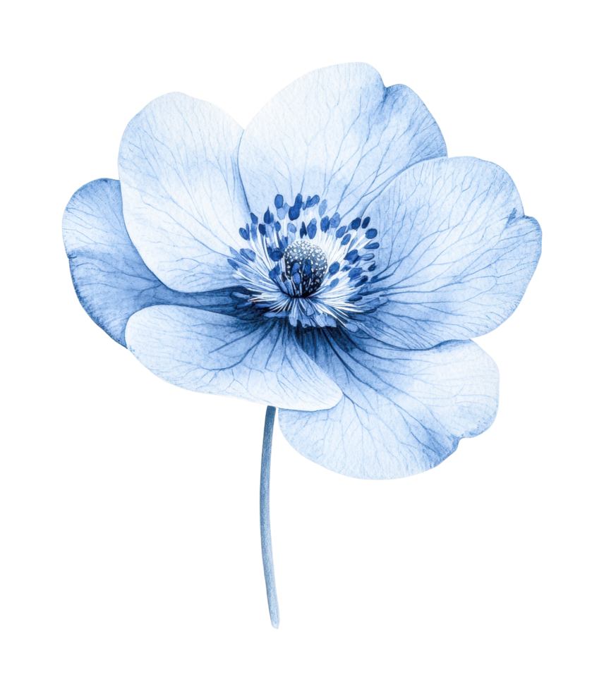 Detailed blue flower with delicate petals and central stamen close-up png