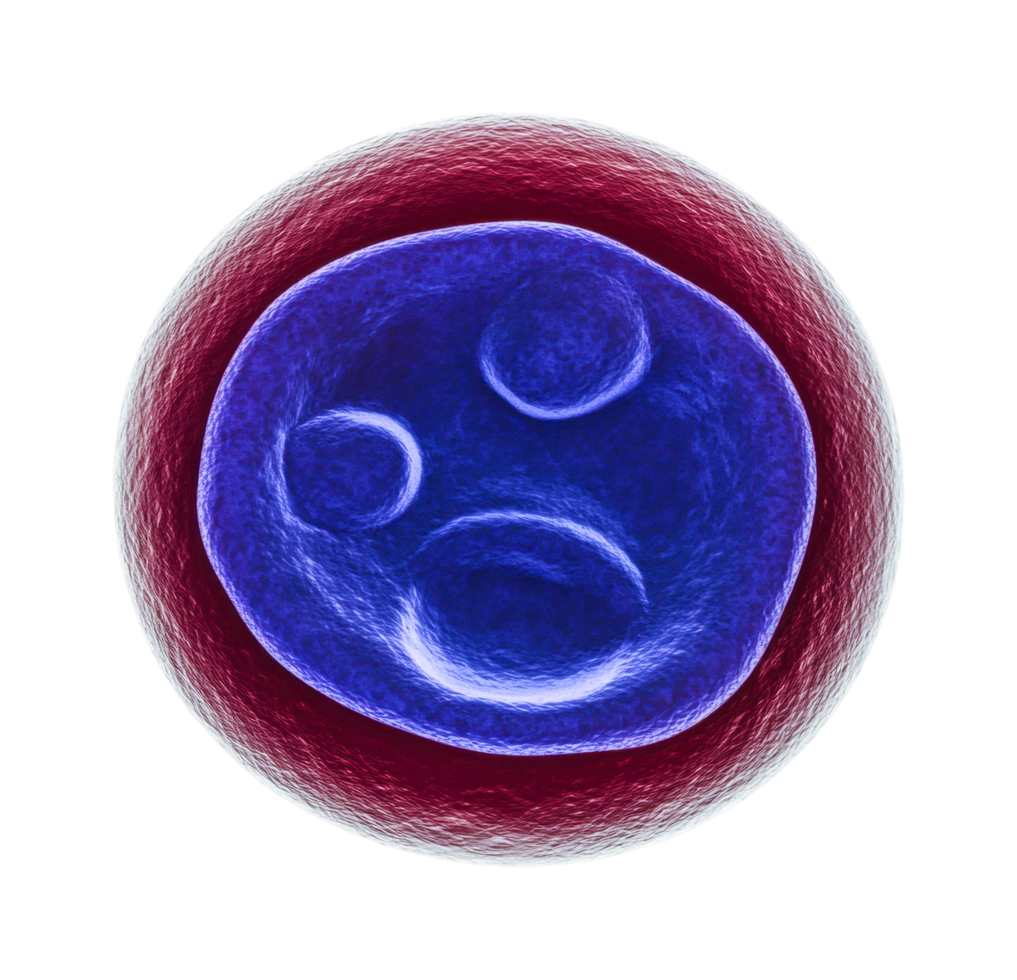 Detailed view of a human cell structure with visible organelles png