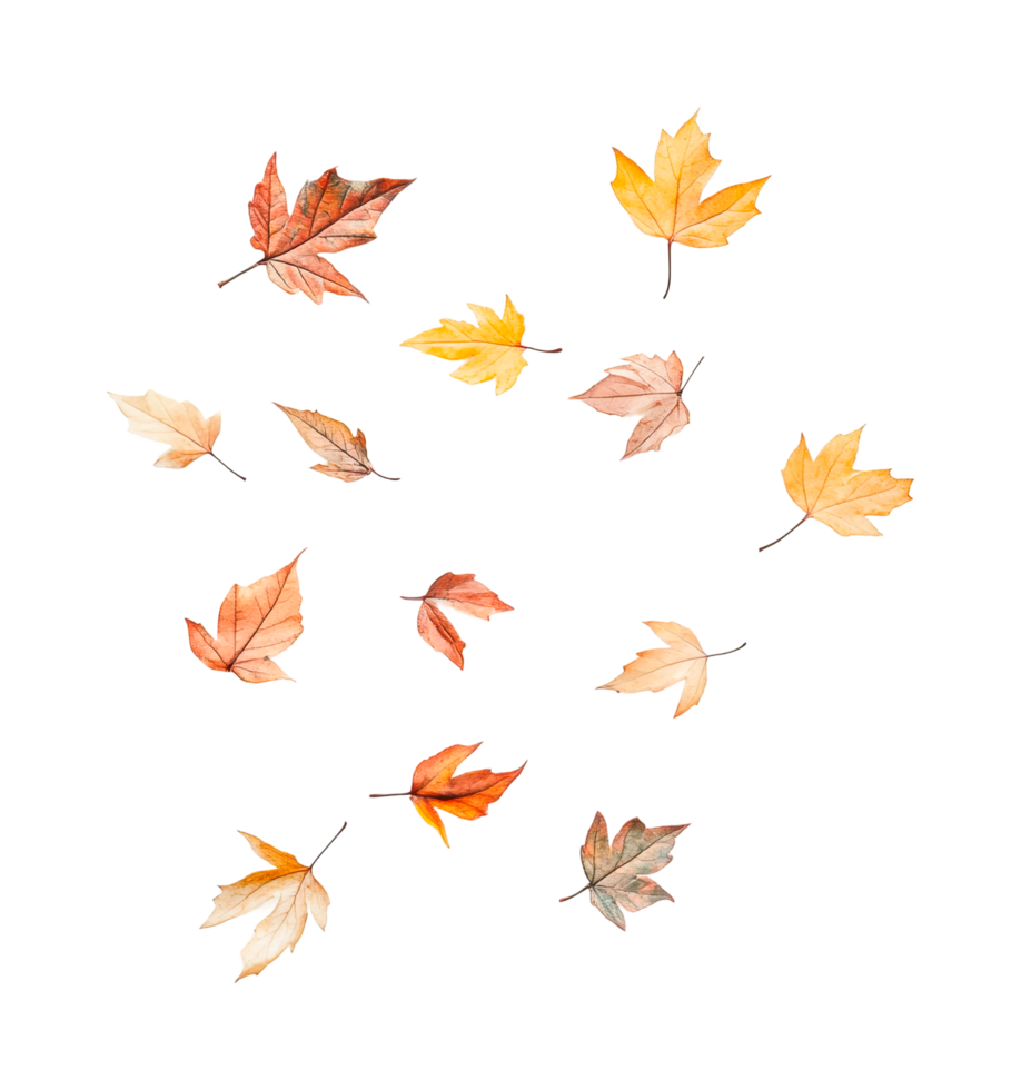 Assorted fall maple leaves floating in creative arrangement png