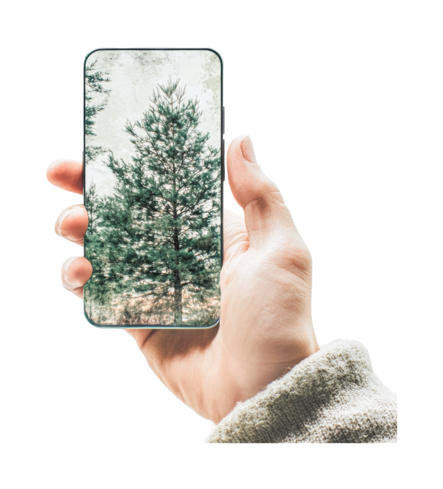 Caucasian male hand holding smartphone displaying pine tree image png