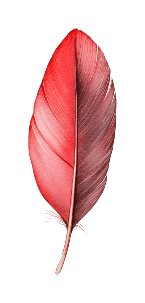 Close-up of vibrant red feather on black background png