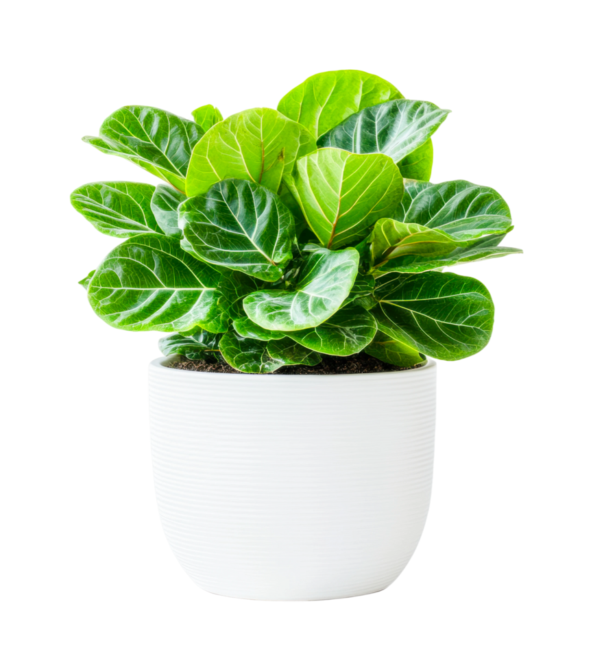 Vibrant fiddle leaf fig in minimalistic white pot png