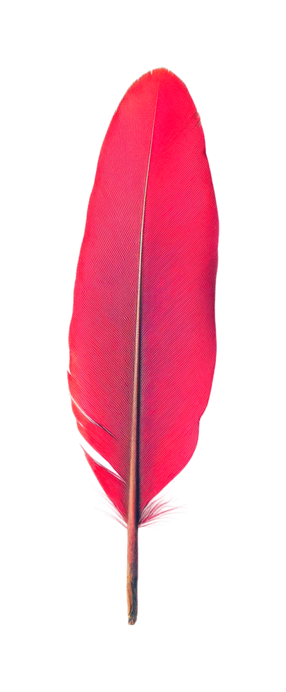 Red parrot feather isolated on black background with detailed texture png