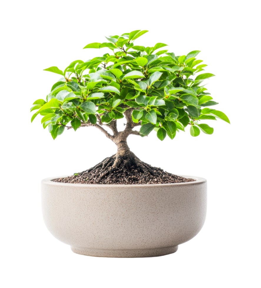 Small bonsai tree with dense foliage in simple round pot png