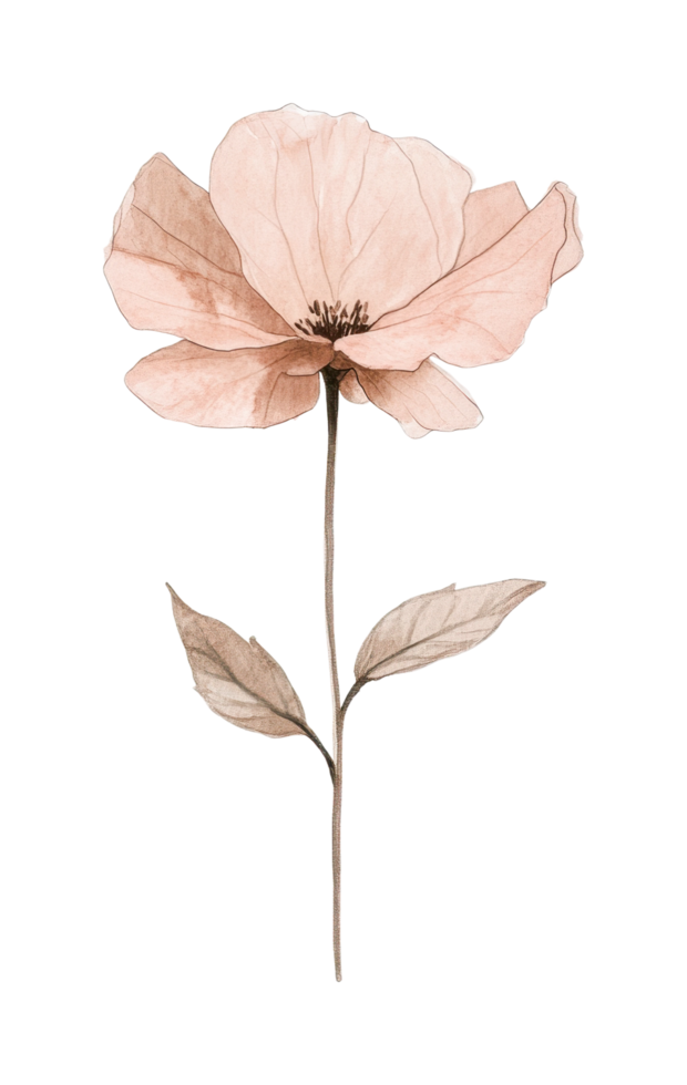 Watercolor pink poppy with green leaves on thin stem png