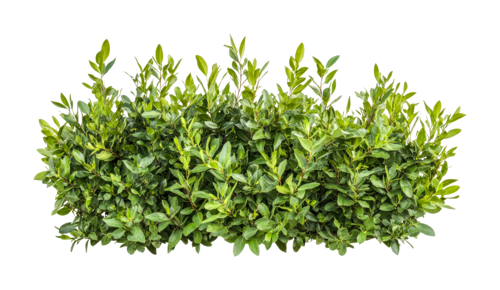Lush green laurel hedge with vibrant leaves and dense foliage png