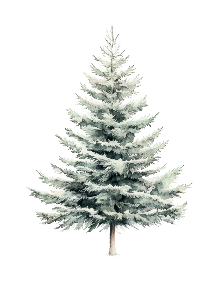 Lush evergreen pine tree in full bloom png