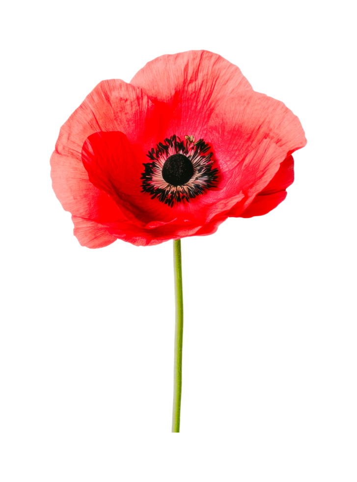 Vibrant red poppy flower with green stem isolated on white png