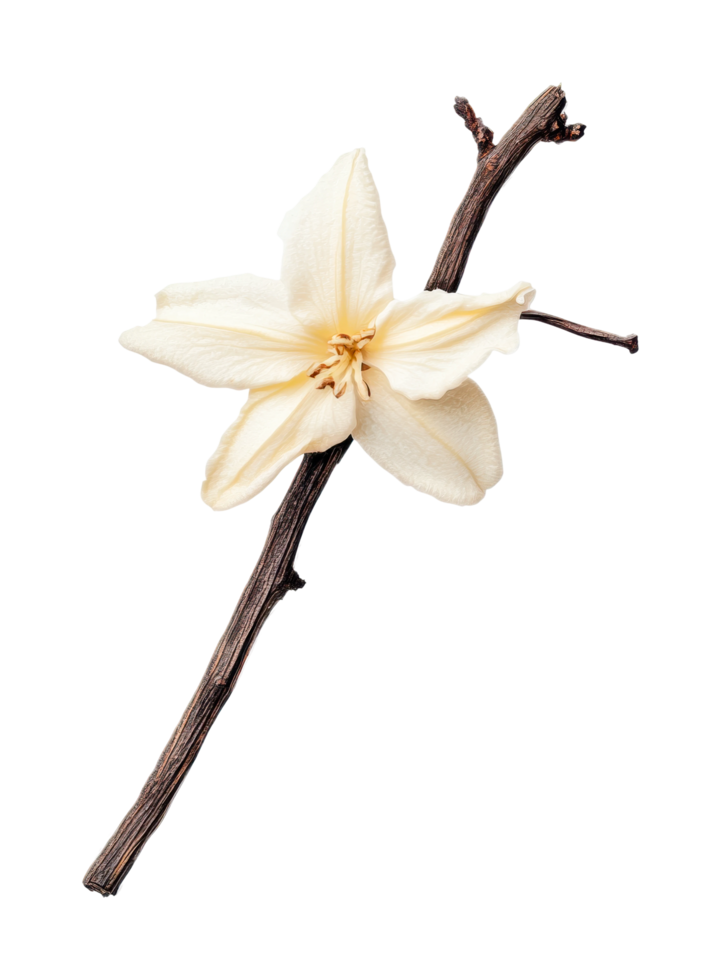 Vanilla bean and flower close-up on dark background png