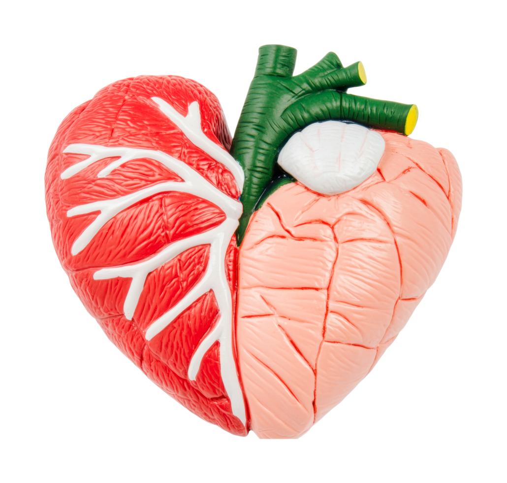 Anatomical model of human heart showing arteries and ventricles png