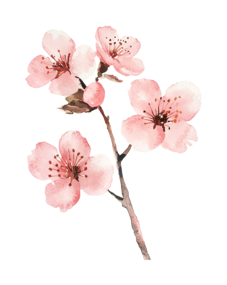 Delicate pink cherry blossom branch in watercolor art png