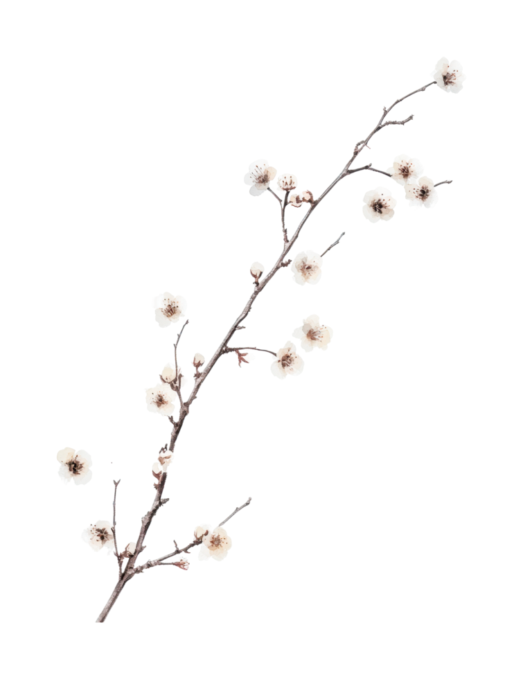 Delicate plum blossom branch with white petals on isolated png