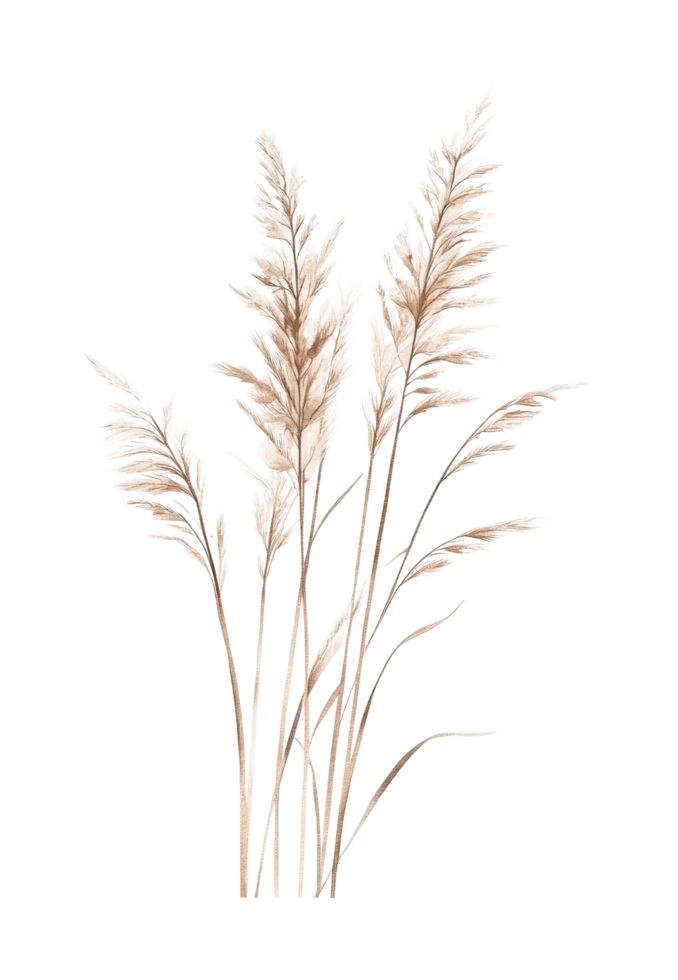 Elegant pampas grass stalks with feathery plumes png