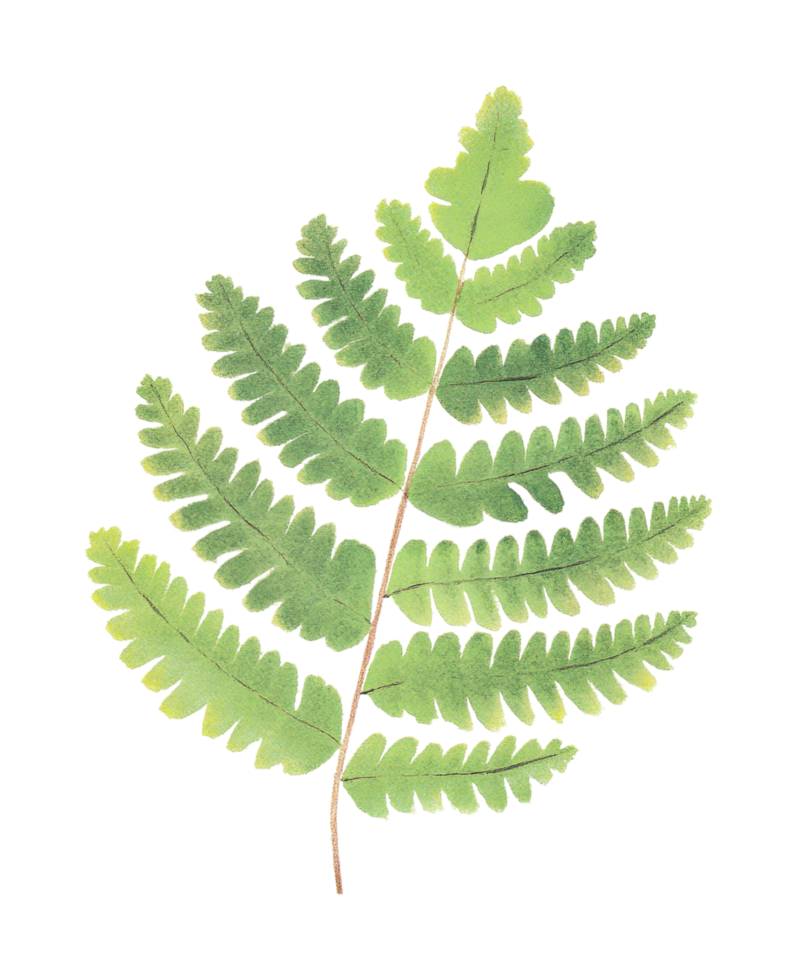 Close-up of vibrant green fern leaf with distinct frond pattern png