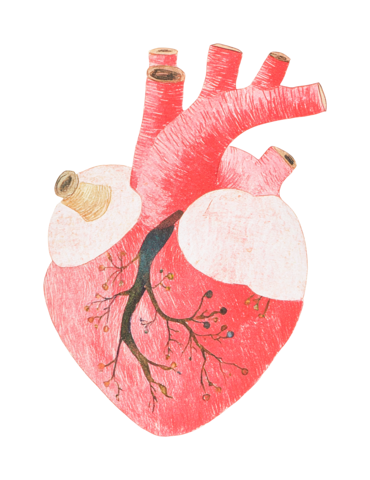 Anatomical drawing of a human heart with detailed vessels and structures png