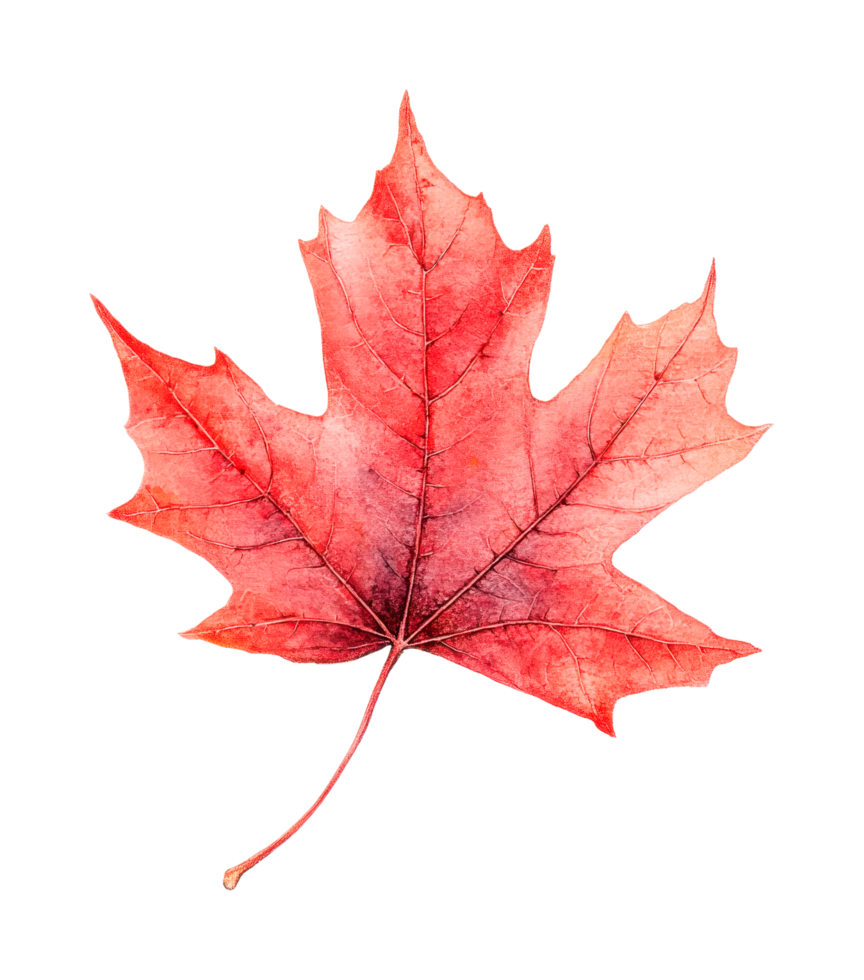 Vibrant red maple leaf with detailed veins and jagged edges png