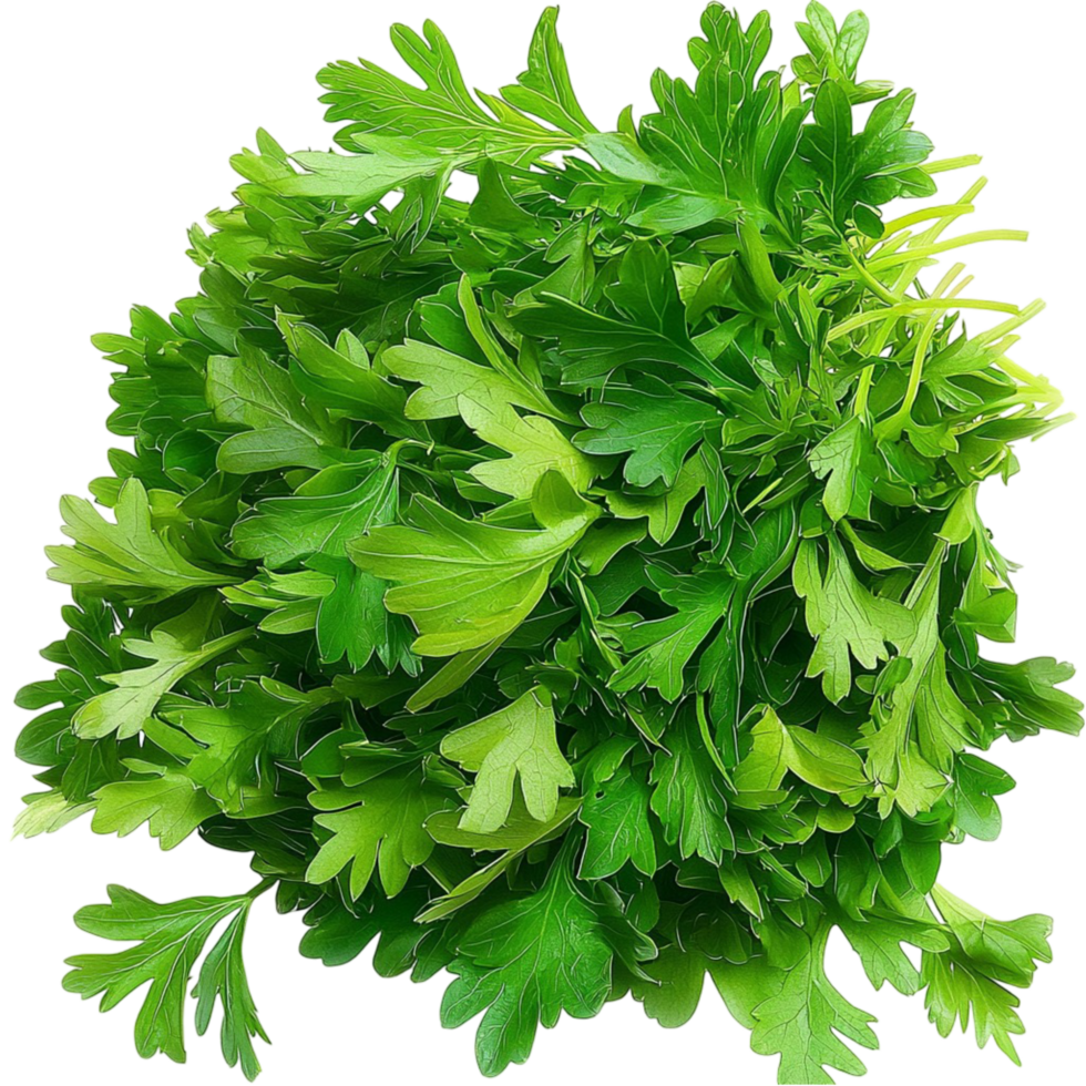 Parsley, a fresh green herb commonly used for garnishing food, adding flavor and visual appeal to various dishes and meals. png