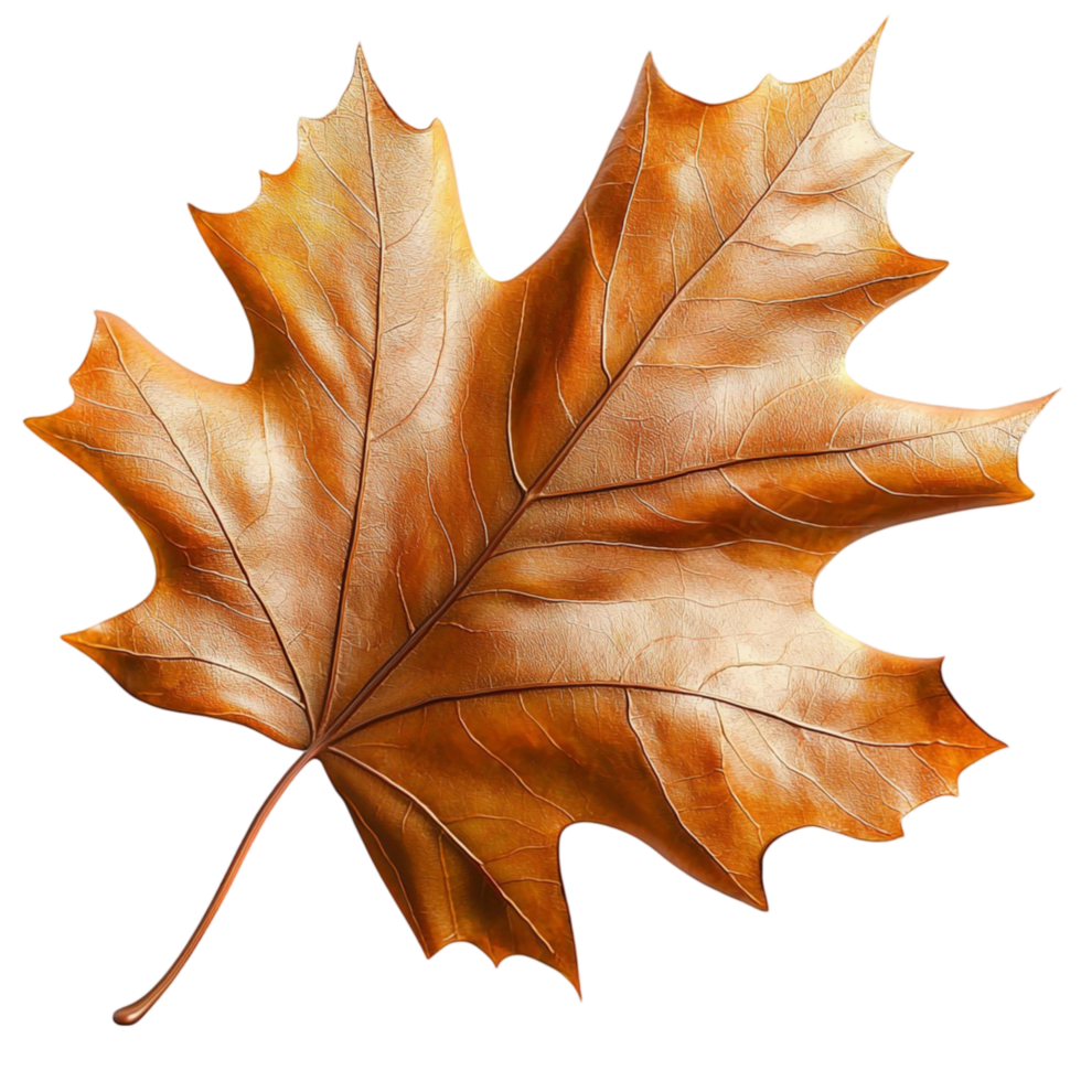 Single Autumn Maple Leaf in Vibrant Orange, A Natural Masterpiece Symbolizing Change, Beauty, and the Seasons, Ideal for Seasonal Decor, NatureThemed, or Capturing Falls Fleeting Magic, png