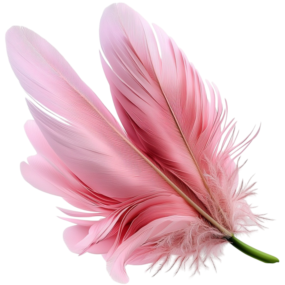 Pink Feather,A graceful pink feather, blending natural elegance and festive symbolism, perfect as a charming accessory or decor item that brings a soft, decorative design element to any occasion. png