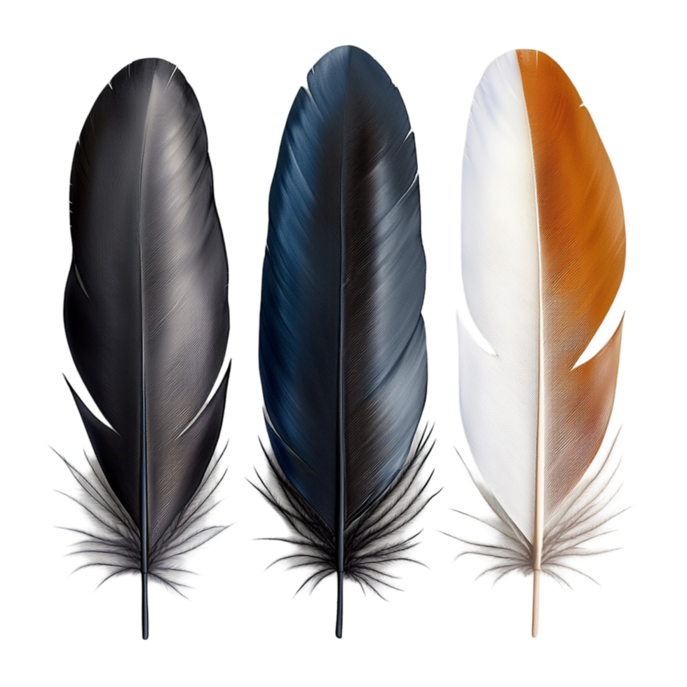 Black White Feathers Elegant Writing Tools Vintage Style Decorative Accents Timeless Charmistic Design Nostalgic Keepsakes Statement Pieces Romantic Beauty Essential png