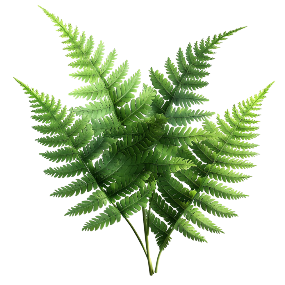 Green Fern Leaves Lush Foliage and Natural Texture, A Botanical Element That Adds Whimsical Charm to Your Decorative Pieces, Perfect for Bringing a Touch of Nature into Your Home, png