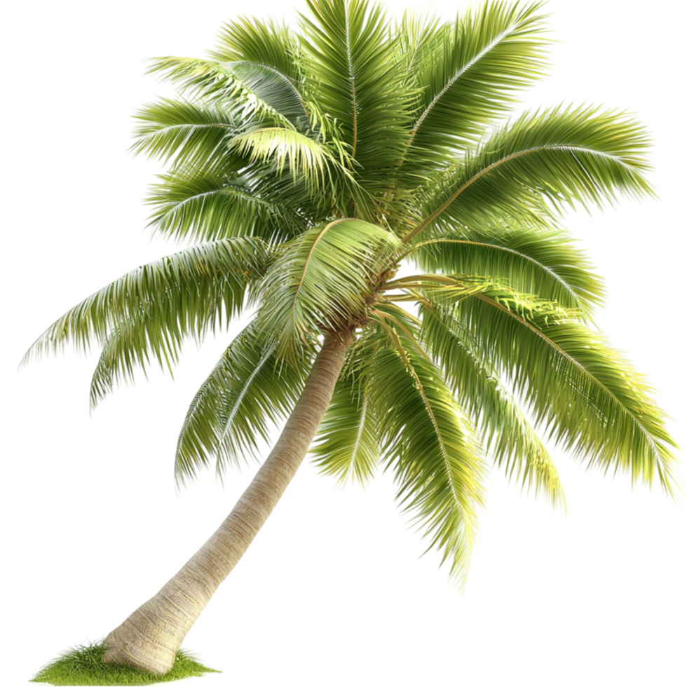 Palm Tree Green Fronds and Natural Texture Featuring Tropical Design and Whimsical Decorative Charm for a Lush, Relaxing, and NatureInspired Living Space png