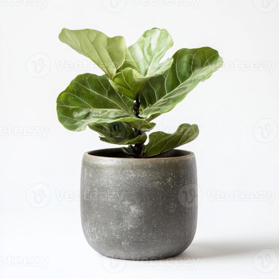 Fiddle leaf fig plant in gray pot on white background photo