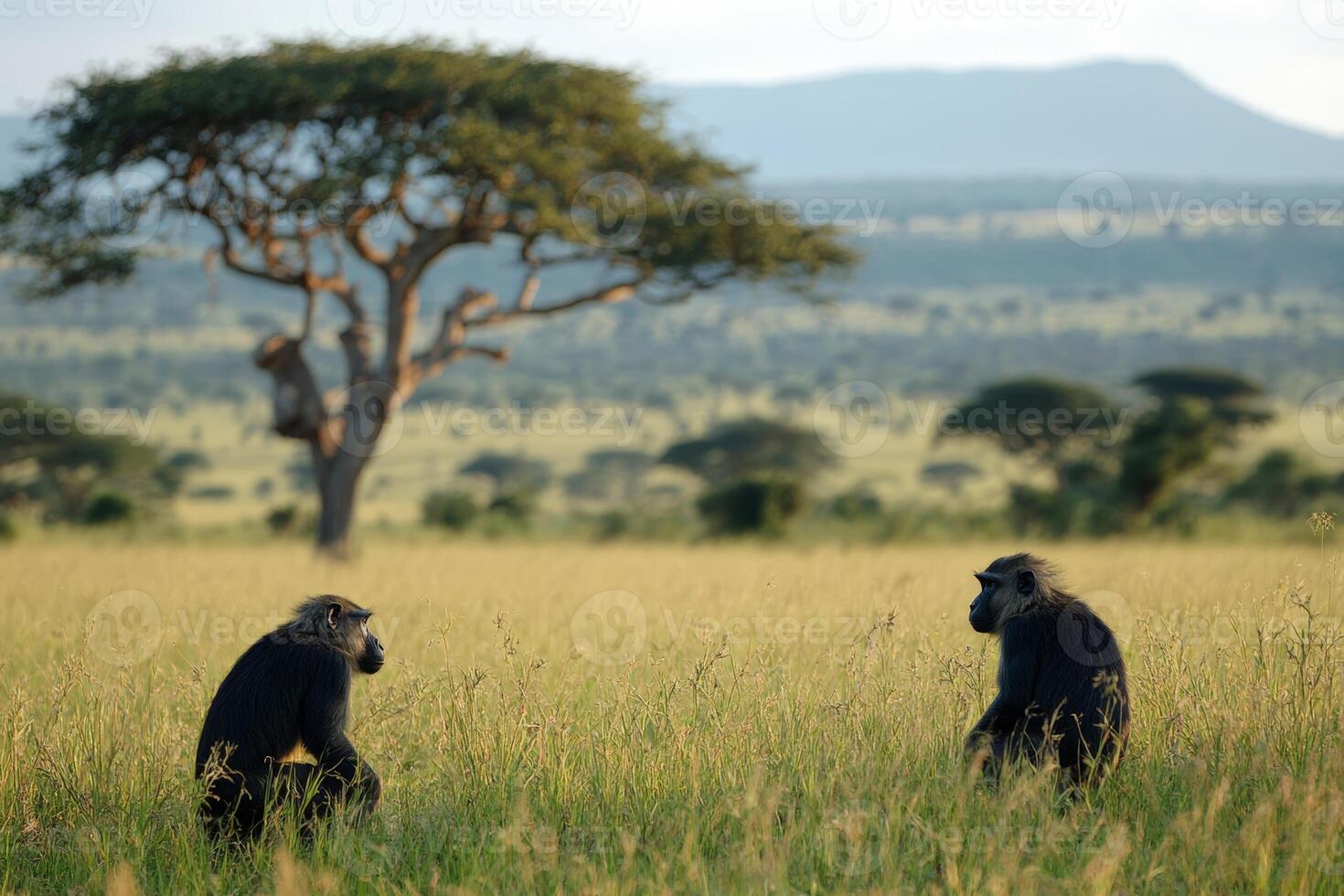 Two monkeys interacting in african savannah with acacia trees in background photo