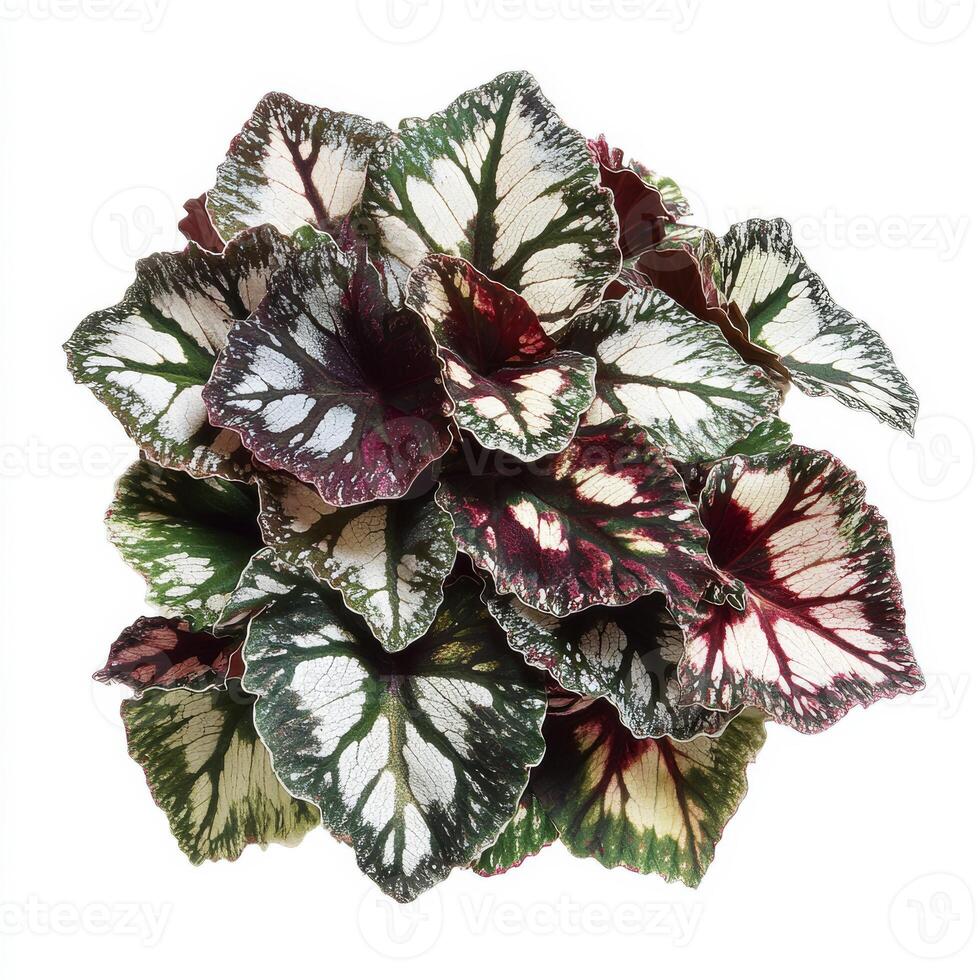 Colorful begonia rex leaves with varied patterns and textures photo