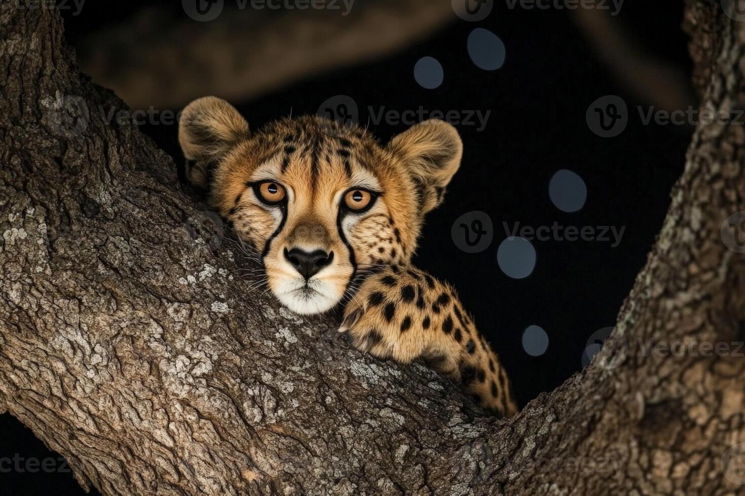 Cheetah resting on tree branch at night under starry sky photo