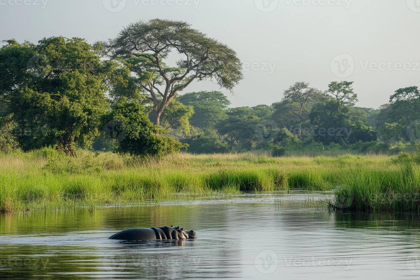 Serene river landscape with hippopotamus and lush trees in african wilderness photo