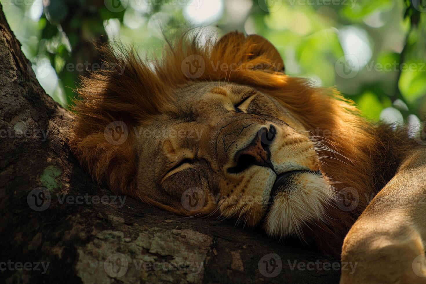 Majestic lion resting peacefully on tree branch in sunlit jungle photo