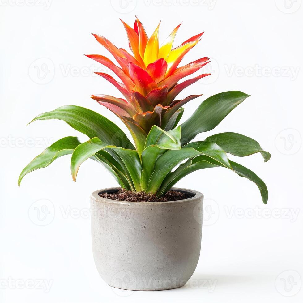 Vibrant bromeliad plant with fiery red and yellow spikes in gray pot photo