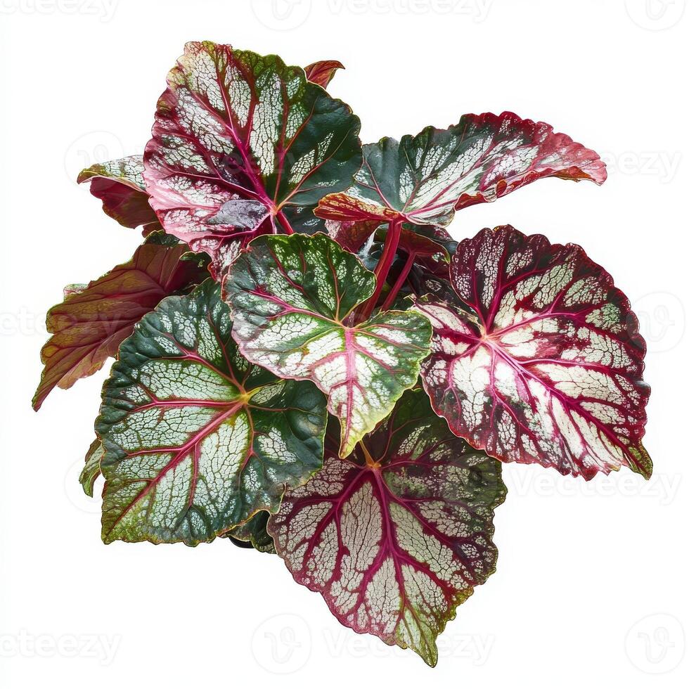Vibrant caladium plant with variegated leaves on white background photo
