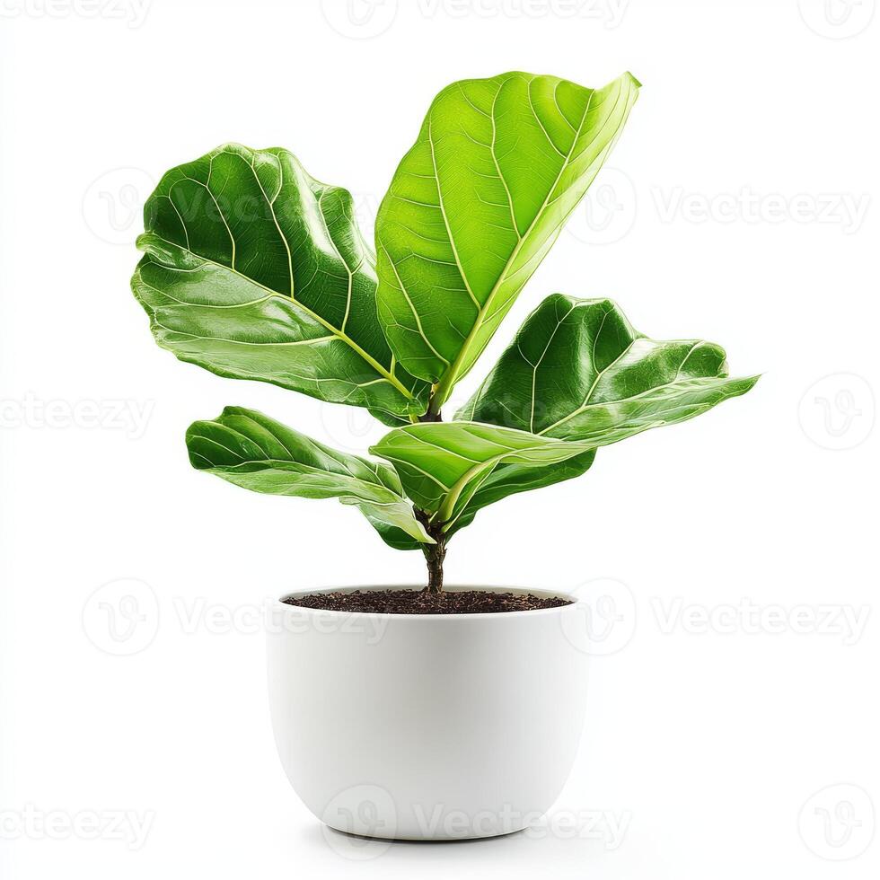 Vibrant fiddle leaf fig in white pot against white background photo