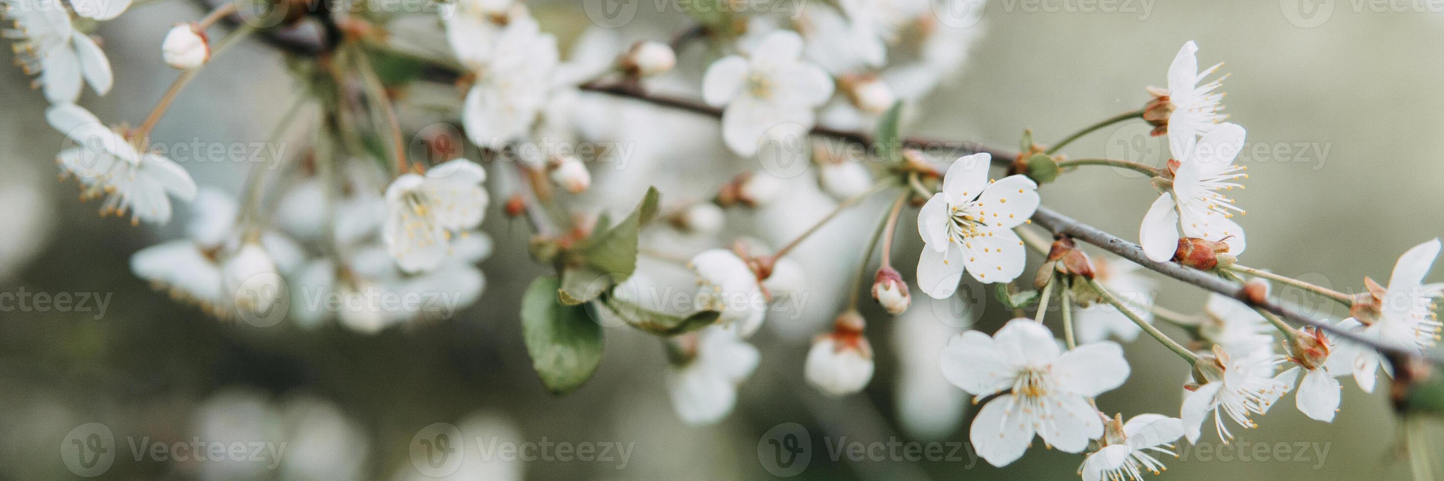 Blooming cherry branch with white flowers close-up, background of spring nature. Macro image of vegetation, close-up with depth of field. photo