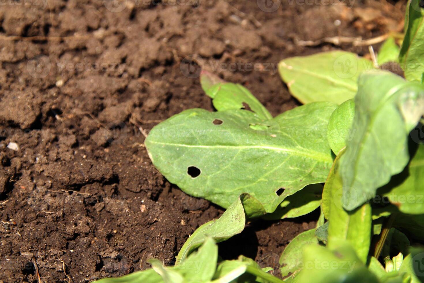 Green spinach leaf on the ground photo