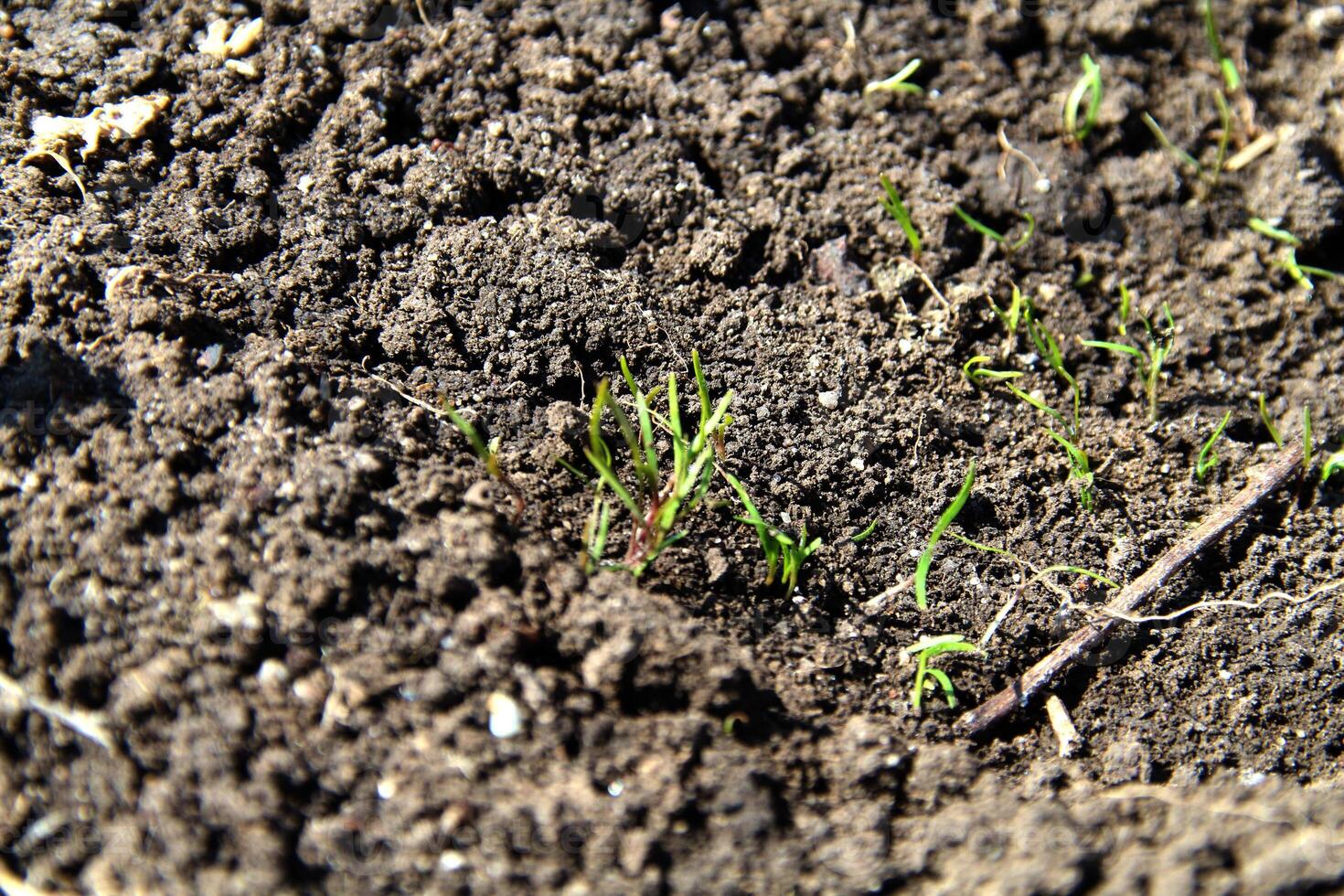Dill seeds sprout from the ground photo