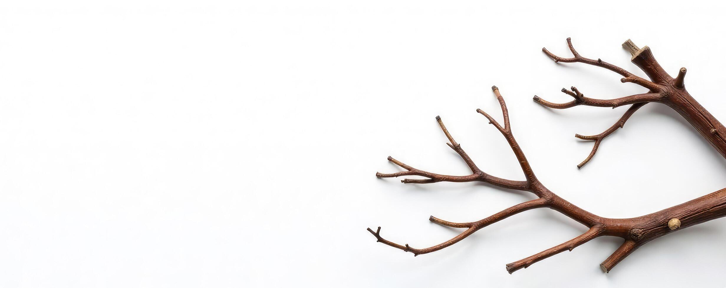 A branch with no leaves on it photo