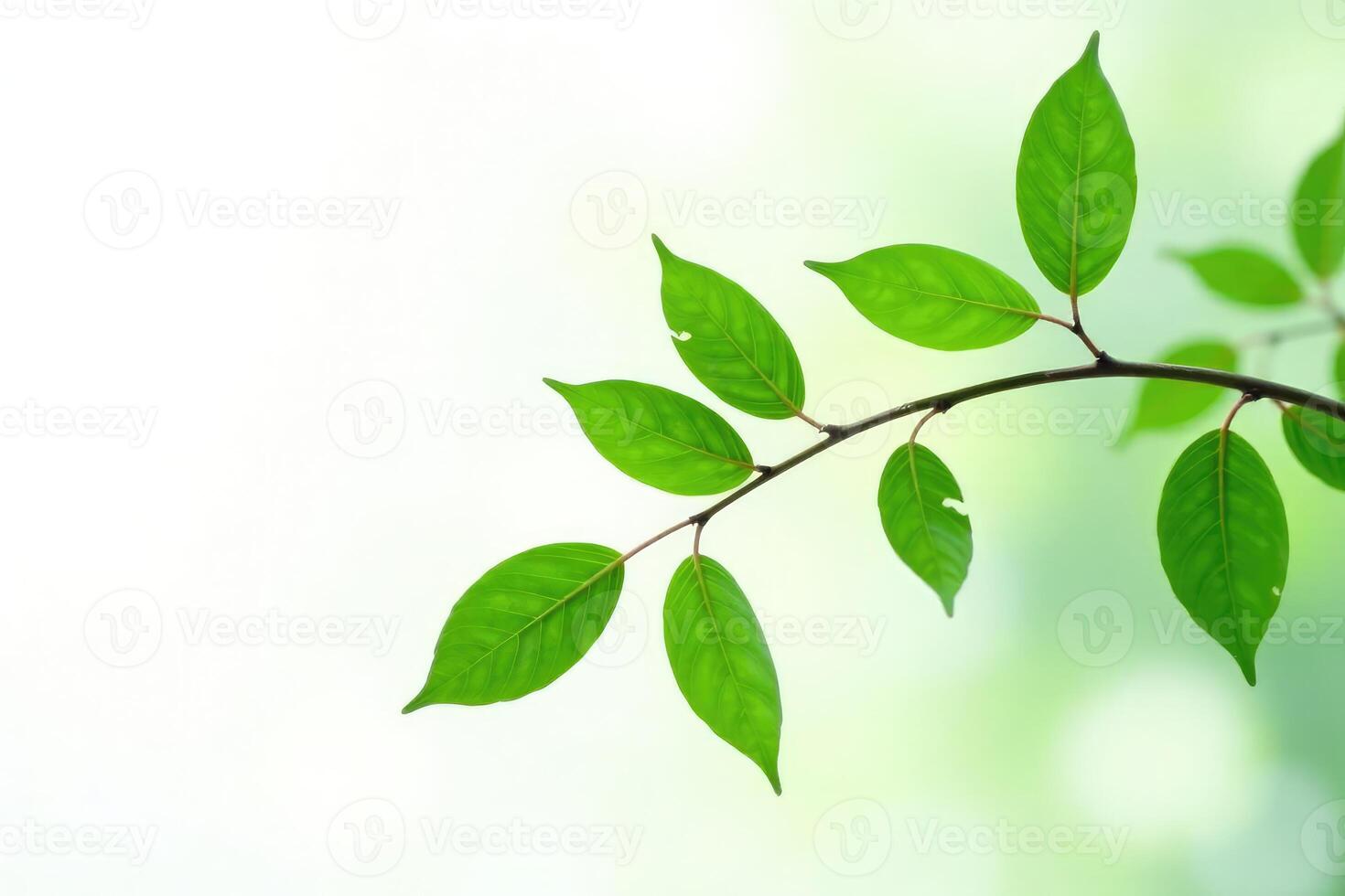 Green leaves on a branch with a bright green background photo