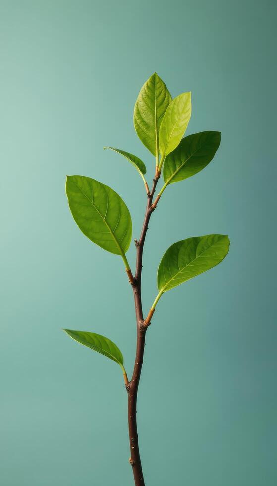 A small plant with leaves on a blue background photo