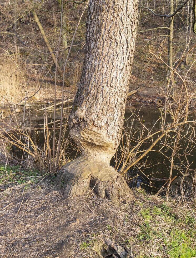 tree gnawed by beaver. Nature photo